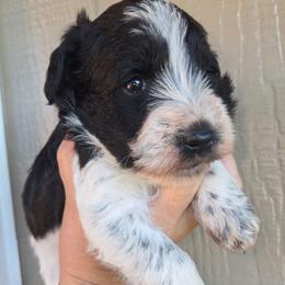 Jack - Parti male Miniature Schnauzer puppy in Hickory, North Carolina from Selene's Schnauzers