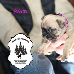 French Bulldog Puppies from Camp Fine Frenchies