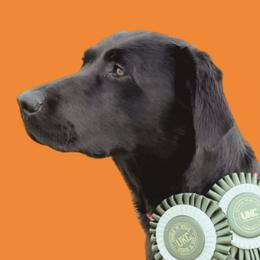Reba - Labrador Retriever