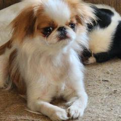 heather - Japanese Chin