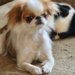 heather - Japanese Chin