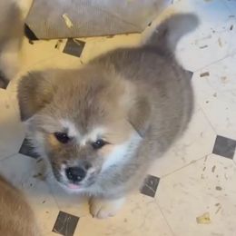 Okitatsu - Red male Japanese Akitainu puppy in Hubert, North Carolina from Miyo Ken