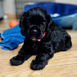Tootsie - Black female Cocker Spaniel puppy in Marshfield, Wisconsin from Gingerale Cockers and Cockapoos
