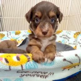 Sofie's Yellow Girl - Red phantom female Aussiedoodle puppy in Burkesville, Kentucky from Bline’s Awesome Aussies, Aussiedoodles & Doxies at the Bline Family Farm