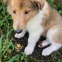 Rebecca - Sable merle and white female Collie puppy in Yulee, Florida from Three Collie Farm
