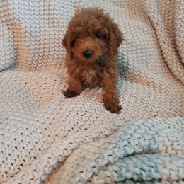 Goldendoodle Puppies from Denise's Goldendoodles