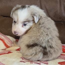 Stumpy Red Merle Boy 3 - Red merle male Border Collie puppy in Newalla, Oklahoma from Roughstock Border Collies and Dachshunds