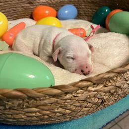 Girl 2 - White and black female Dalmatian puppy in Claremore, Oklahoma from Lotsofdots Dalmatians