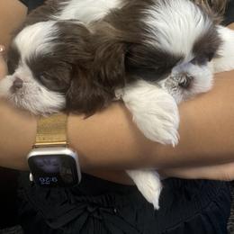 Shih Tzu Puppies from Wood Foo Breeders