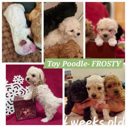 Poodle Puppies from Caboodles Of Poodles