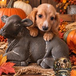Kellum - Piebald male Dachshund puppy in Greenfield, Ohio from Buck Run Creek Dachshunds