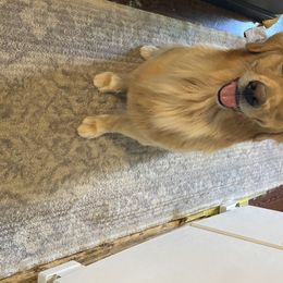 Charlie - Golden Retriever