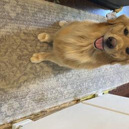 Charlie - Golden Retriever