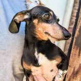 Jelly - Dachshund