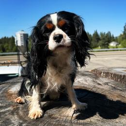 Squirt - Cavalier King Charles Spaniel