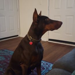 Doberman Pinscher All Grown Up from Cumplido Dobermans