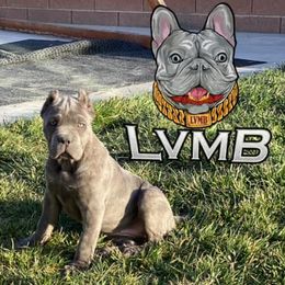 Cane Corso from LVMB