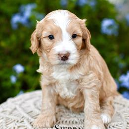 Sierra - Red female Bernedoodle puppy in Tucson, Arizona from Sun Valley Goldendoodles