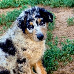 Knox - Blue merle male Australian Shepherd puppy in Mineral Wells, Texas from A6 Australian Shepards