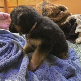 Valor - Black and red female German Shepherd puppy in Coupeville, Washington from Von Hilkey Shepherds