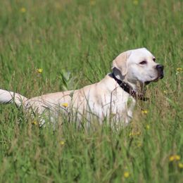 Magic - Labrador Retriever
