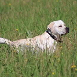 Magic - Labrador Retriever
