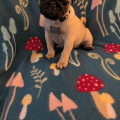 Pug Puppies from Lisa's Pugalicious Pugs