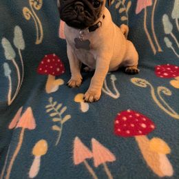 Pug Puppies from Lisa's Pugalicious Pugs