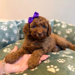 Ember - Caramel red female Australian Labradoodle puppy in Summerfield, North Carolina from Four Oaks Labradoodles