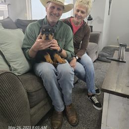 Neon Green - Black and mahogany male Rottweiler puppy in Lebanon, Oregon from SOUTH SANTIAM ROTTWEILERS