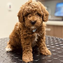 Bernedoodle, Goldendoodle, and Poodle Puppies from 4goldendoodles