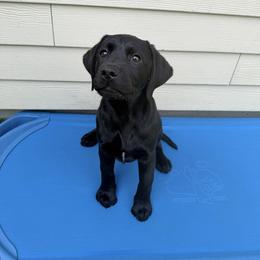 Boy 1 - Black male Labrador Retriever puppy in Newtown, Connecticut from Tiger Rose Labradors