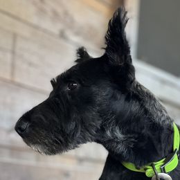 Australian Shepherds, German Shepherds, and Scottish Terriers from Stamper K9’s