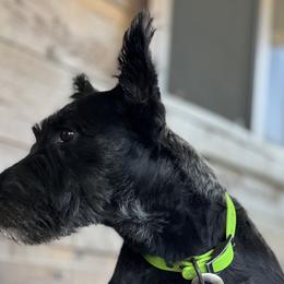 Australian Shepherds, German Shepherds, and Scottish Terriers from Stamper K9’s