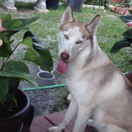 Siberian Husky Puppies from Milly's Showline Pets