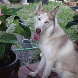 Siberian Husky Puppies from Milly's Showline Pets