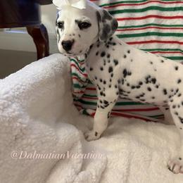 Dorothy - White and black female Dalmatian puppy in Chehalis, Washington from Dalmatian Vacation