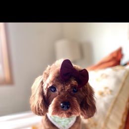 Cavapoo and Goldendoodle Puppies from French Creek Doodles
