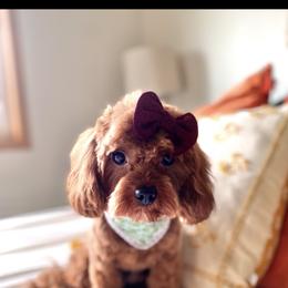Cavapoo and Goldendoodle Puppies from French Creek Doodles