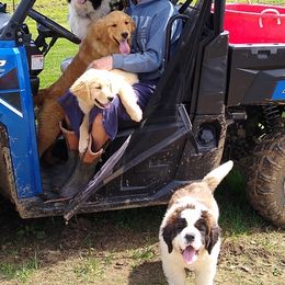 Australian Shepherd and Golden Retriever Puppies from Happy Valley Farms