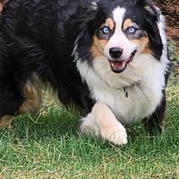 Sully - Australian Shepherd