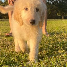 Goldendoodle Puppies from Toneytails Doodles