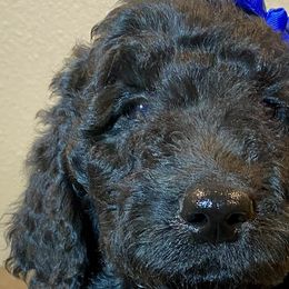 Cindy Lou Who - Black Goldendoodle puppy in Oak Glen, California from Oak Glen Family Doodles