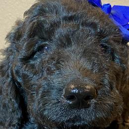 Cindy Lou Who - Black Goldendoodle puppy in Oak Glen, California from Oak Glen Family Doodles