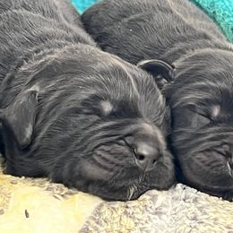 Newfoundland Puppies from Knallhart Kennels