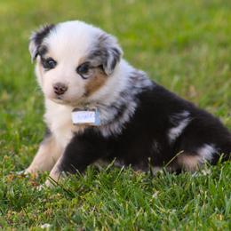 Steele look for my video OK - Blue merle male Australian Shepherd puppy in Cookeville, Tennessee from Spring Creek Aussies