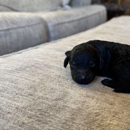 Midnight Black Girl - Black female Labradoodle puppy in Constableville, New York from Zehr’s Labradoodles & Bernedoodles