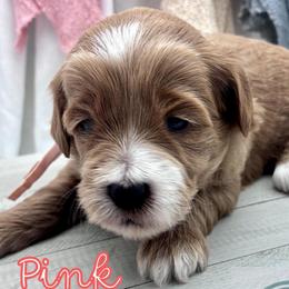 Pink Girl - Red  female Goldendoodle puppy in Travelers Rest, South Carolina from Bailey Mountain Doodles