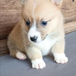Elsa - Fawn female Pembroke Welsh Corgi puppy in Checotah, Oklahoma from Skoal Creek Corgi's