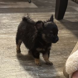 Cupcake - Black and tan female Chihuahua puppy in Summerfield, Florida from Uey’s Chihuahuas